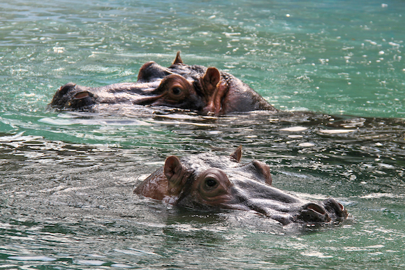 Splish and Binti, the Memphis Zoo’s two female hippos