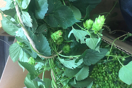 The hops grown at Agricenter International will be tested for their quality.