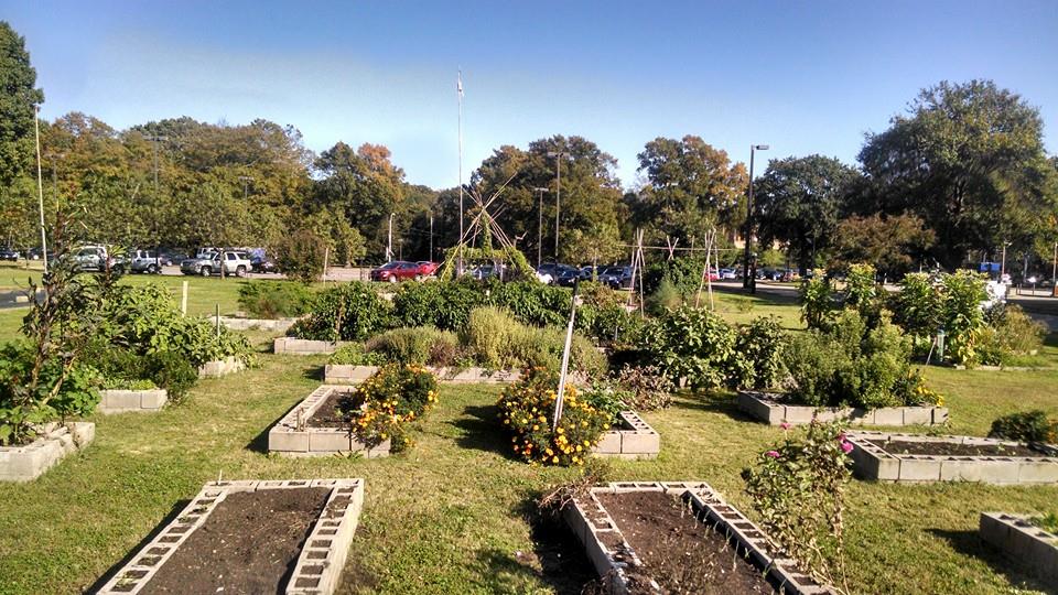 Anyone is allowed to pick and plant at the University of Memphis community garden. (TIGUrS Urban Garden)