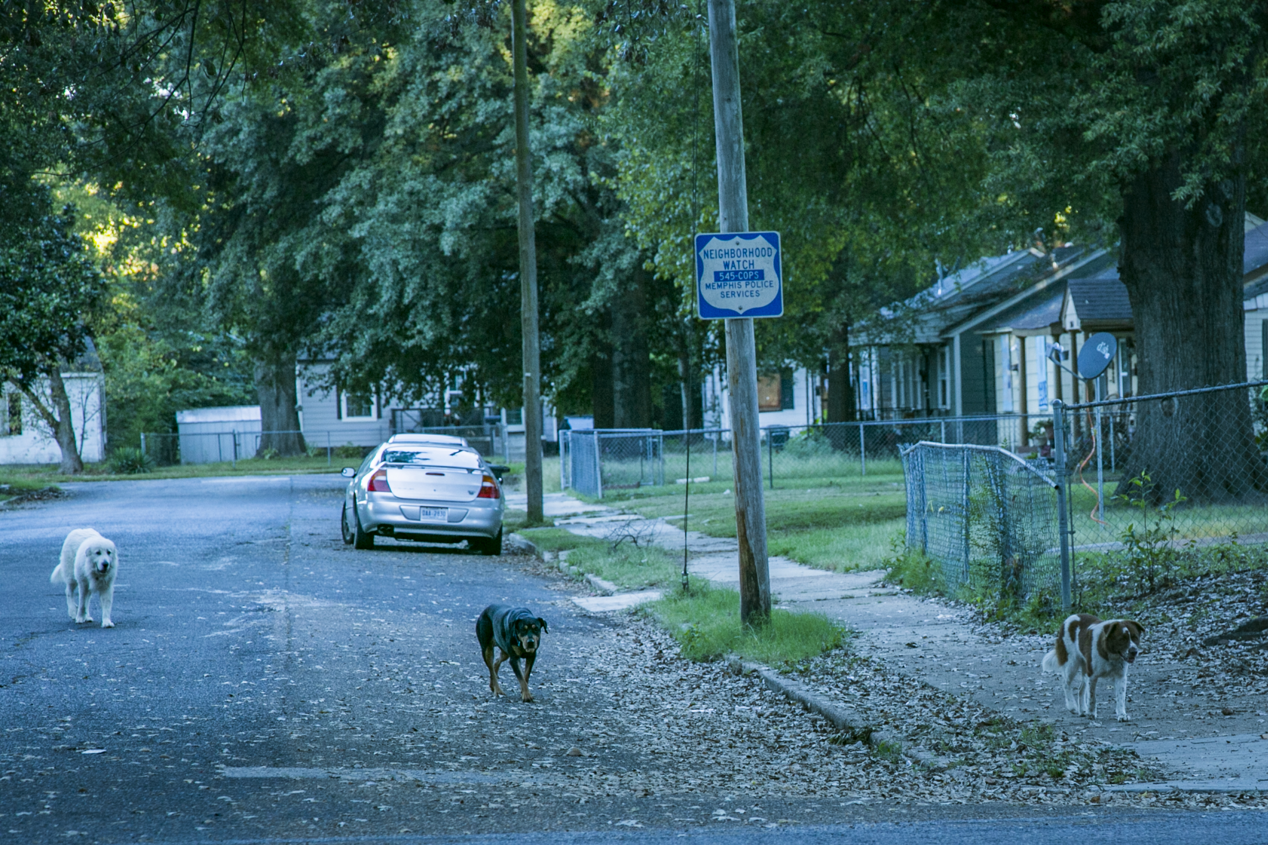 Stray dogs, a symptom of blighted and abandoned properties, wander the streets of Mitchell Heights. Blighted and abandoned properties in majority-minority, low-income neighborhoods are part of the legacy of redlining in Memphis. (Natalie Eddings)