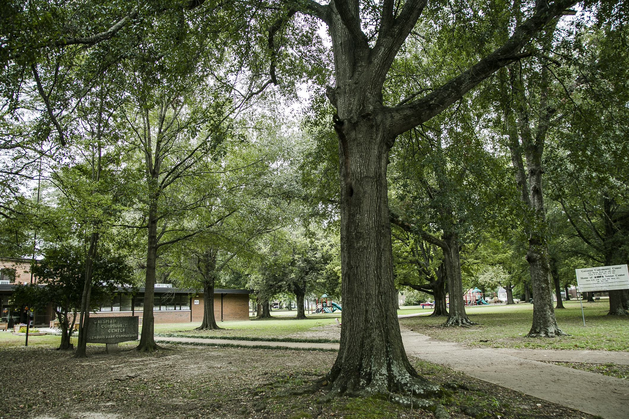 Trees at Gaisman Park. (Natalie Eddings)