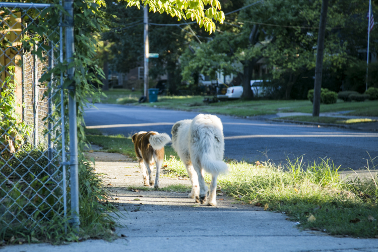 Perros callejeros caminan por The Heights. Los vagabundos son un síntoma de las 1,100 propiedades vacantes en el área. (Natalie Eddings)