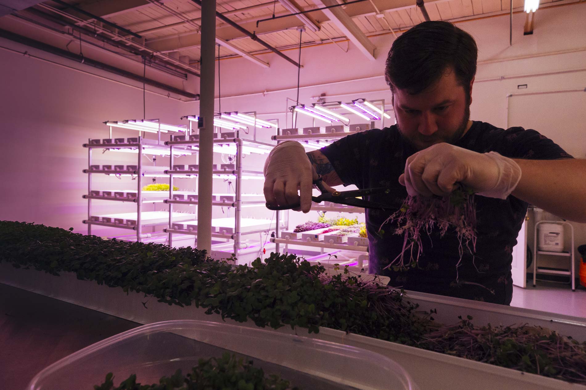 Rob Coleman of Green Girl Produce tends to microgreens. (Ziggy Mack)