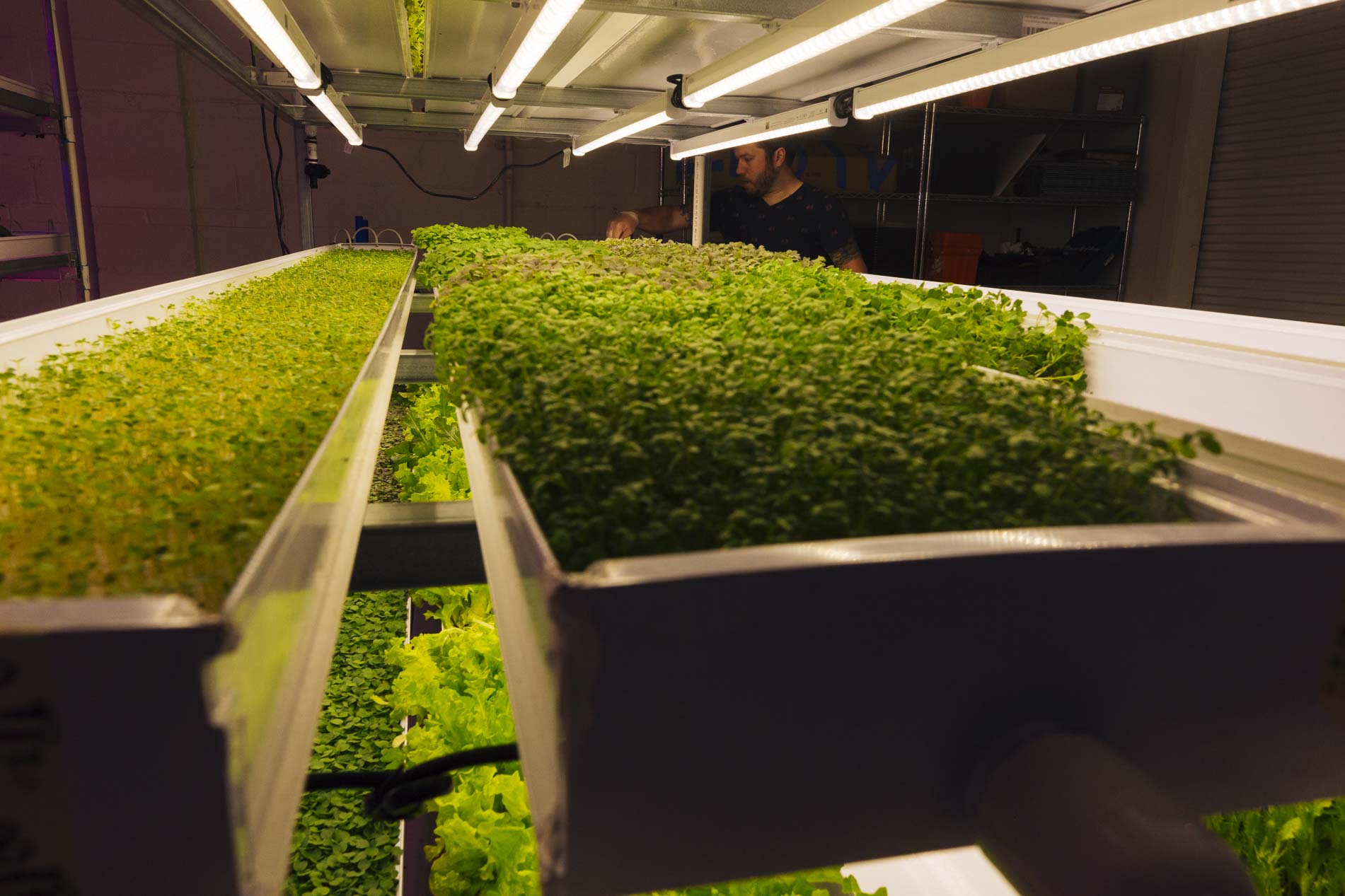 Rob Coleman of Green Girl Produce tends to microgreens. (Ziggy Mack)