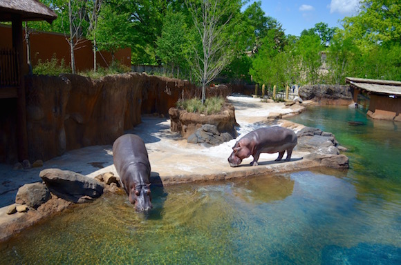 Zambezi River exhibit