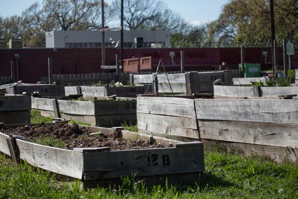 Angelus Street Garden beds