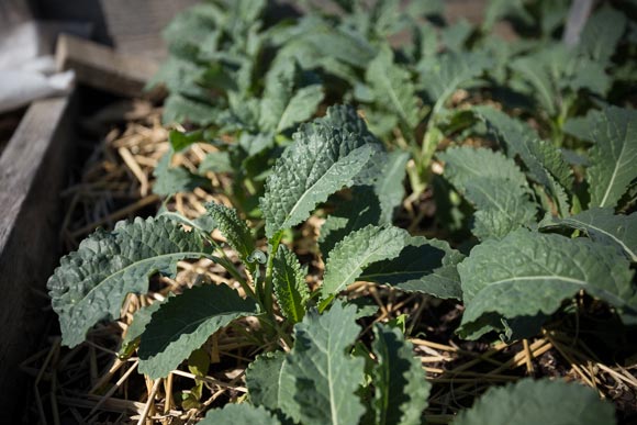 Baby kale in a South Memphis community garden