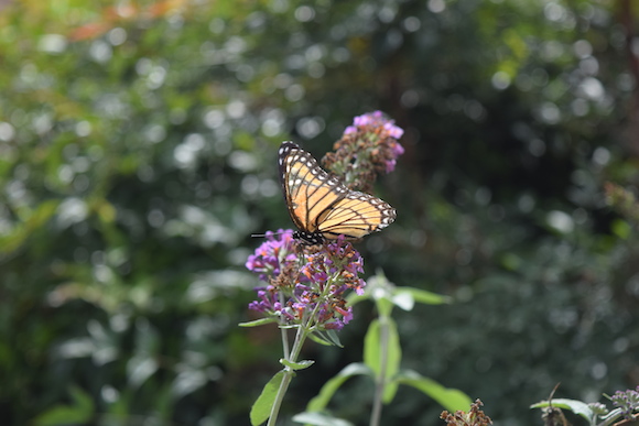 Monarch butterflies pause in Harbor Town on their yearly migration to Mexico.