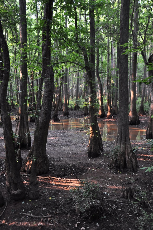 The William B. Clark Conservation Area