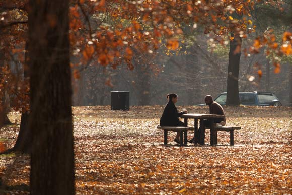 Picnic table in Overton Park