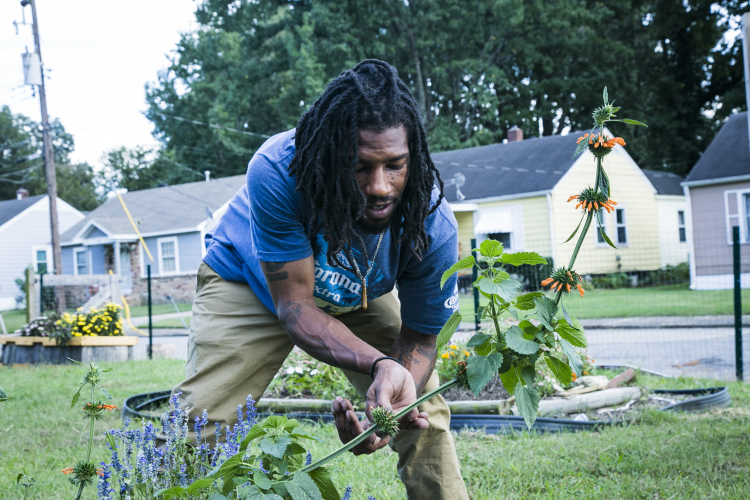 Malcolm Howze, 27, picks seeds from a Lions Tail plant at Mrs. Judy and Major’s Coleman Street Garden in Mitchell Heights. (Natalie Eddings)