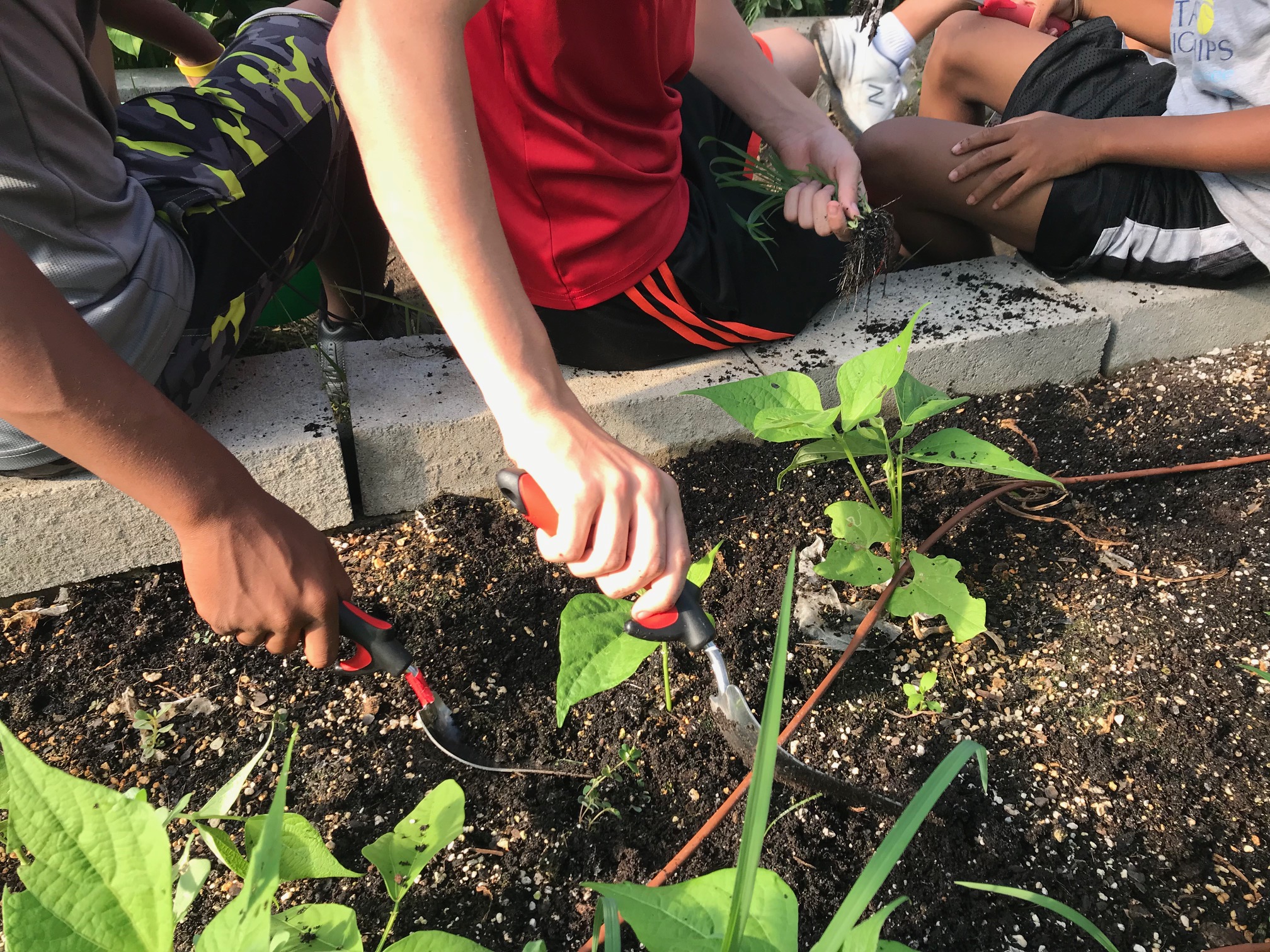 Student entrepreneurs weed a bed inside the hoop house. (Cole Bradley)