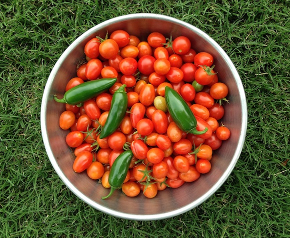 vegetable