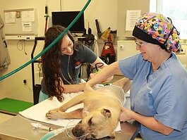 Dr. Mary Manspeaker (right) is a veterinarian with the Human Society of Memphis and Shelby County. The Humane Society is currently running a pilot program to provide reduced-cost veterinarian care for low-income Memphians. (Submitted)