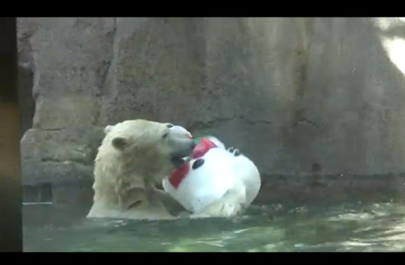 polarbearvideo
