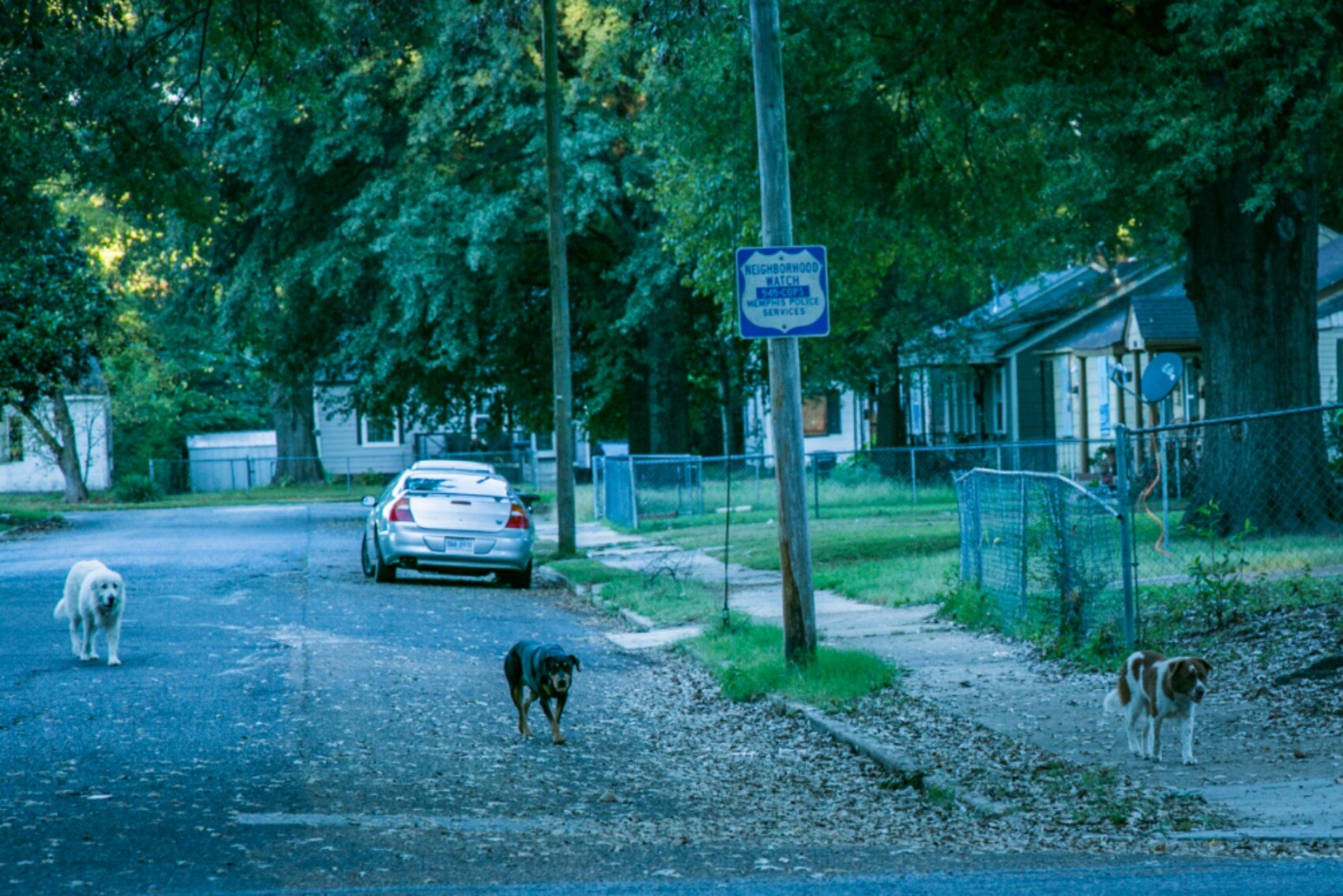 Stray dogs walk the streets in The Heights. (Natalie Eddings)
