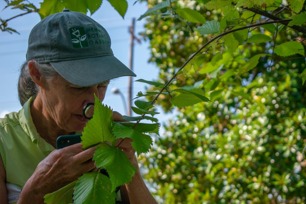 Deb Foehring, a member of the Memphis Botanic Garden Tree Team, closely inspects a tree to ensure it is labeled and mapped correctly. They hope it will soon receive certification as a level one arboretum. (HGN/Sarah Rushakoff)