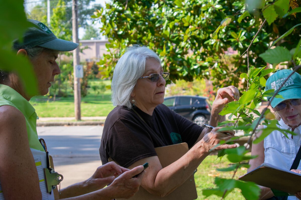 Judi Shellabarger (center) with the Memphis Botanic Garden Tree Team examines a tree that will soon be part of a certified arboretum or tree garden in Victorian Village. (HGN/Sarah Rushakoff) 