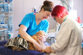 Utopia Animal Hospital's Dr. Jen Clay (R) and veterinarian technician Jessica Tatum (L) prep a patient for surgery to remove an abdominal tumor. (Cole Bradley) 