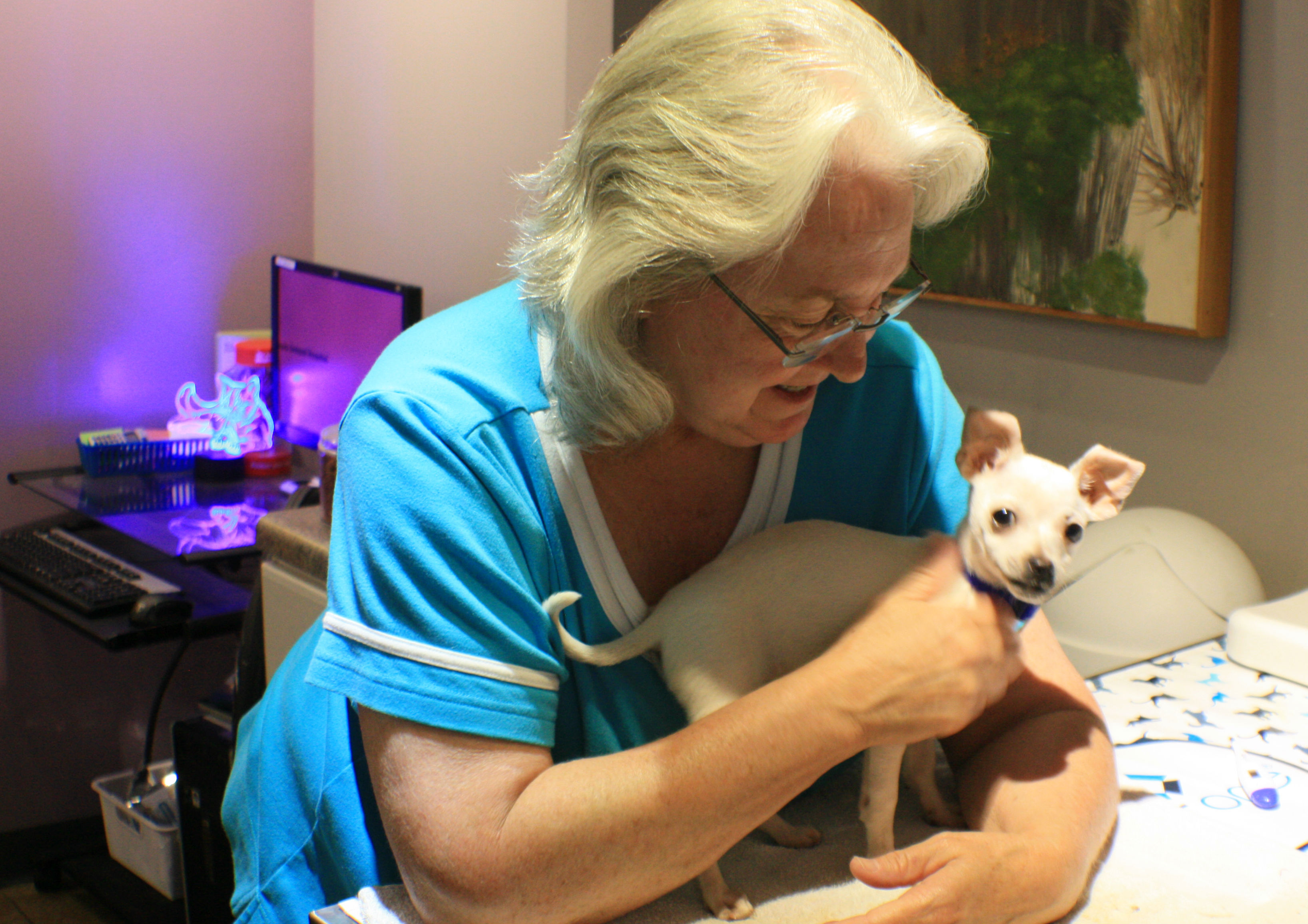 Cotton, rescued by Real Good Dog Rescue, waits with volunteer Dena Mandino to formulate a treatment plan with Dr. Clay after a positive Parvo test. Once he has a clean bill of health, he'll be eligible for adoption. (Cole Bradley)